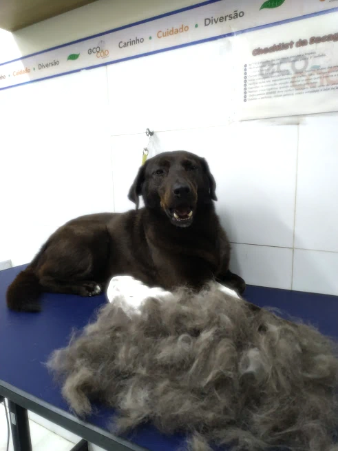 Extração de Pelos