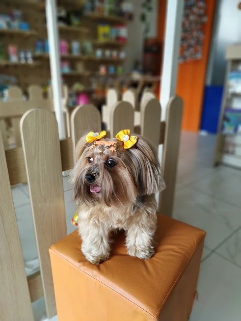 Pet 1