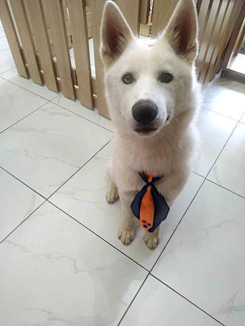 Pet 1