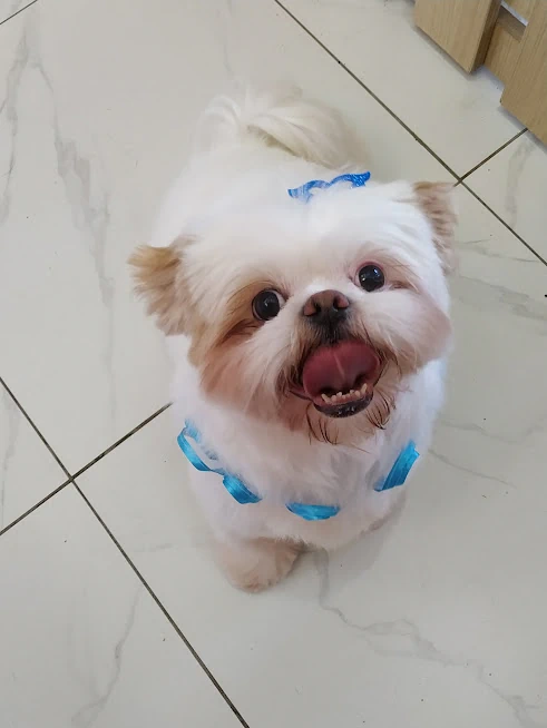 Pet 1