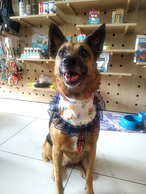Pet 1