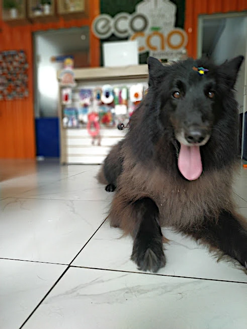 Pet 1