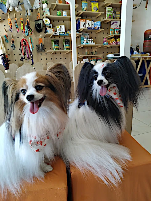 Pet 1