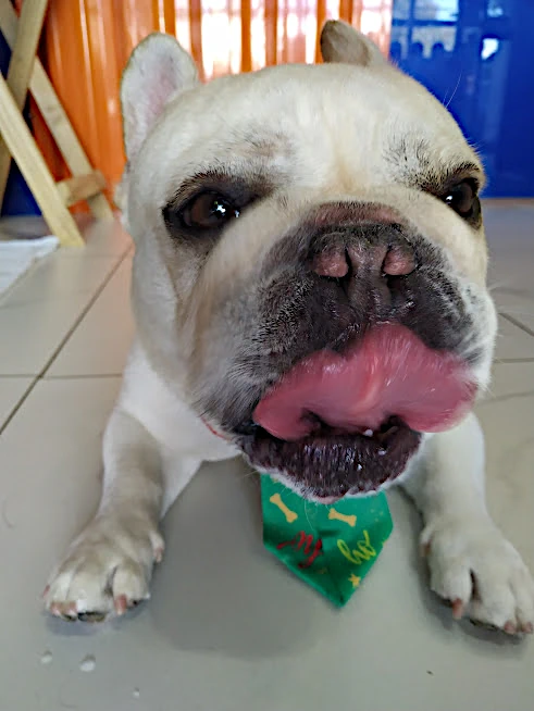 Pet 1