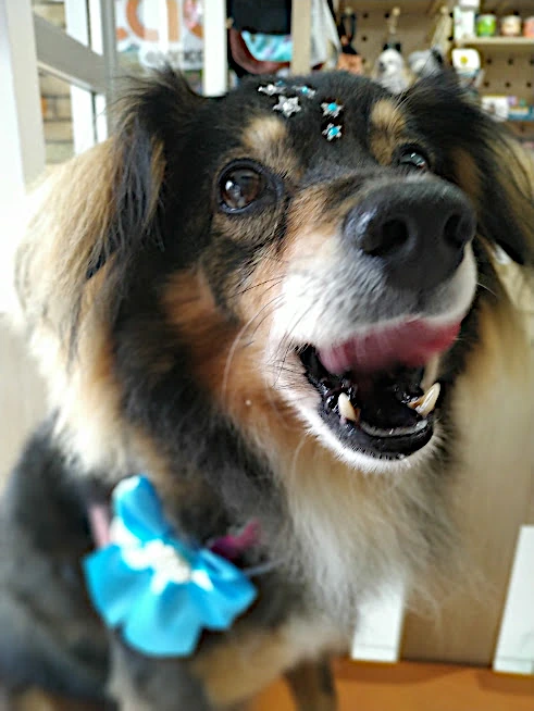 Pet 1