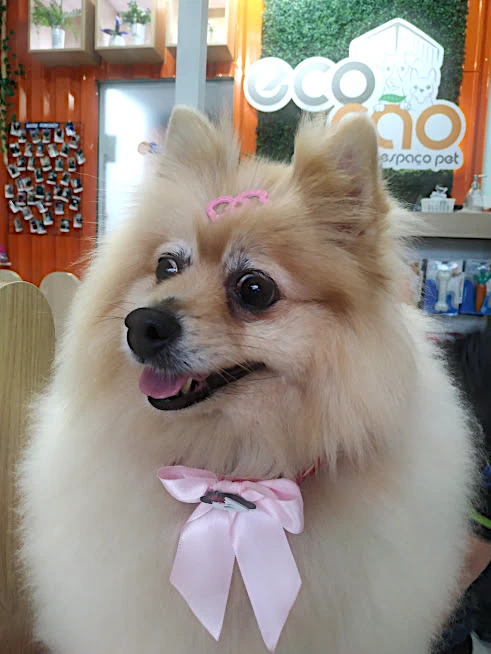 Pet 1
